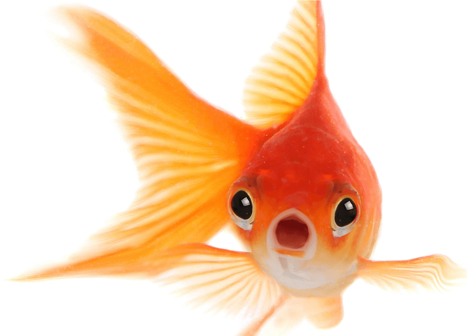 Vibrant Goldfish Swimming.png