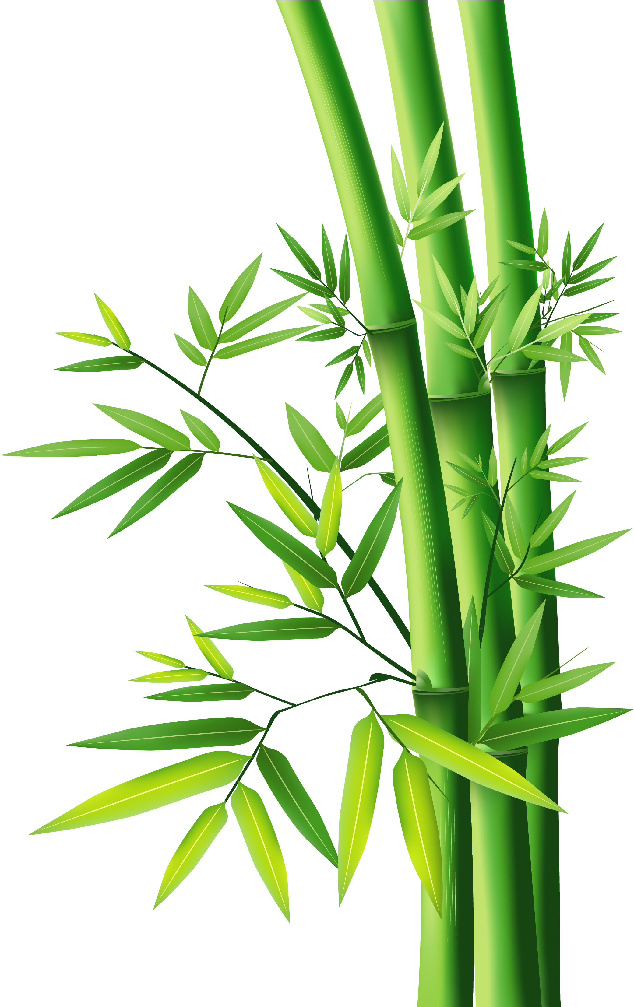 Bamboo Vector Clipart , Png Download - Bamboo Png, Transparent Png PNG with transparent background