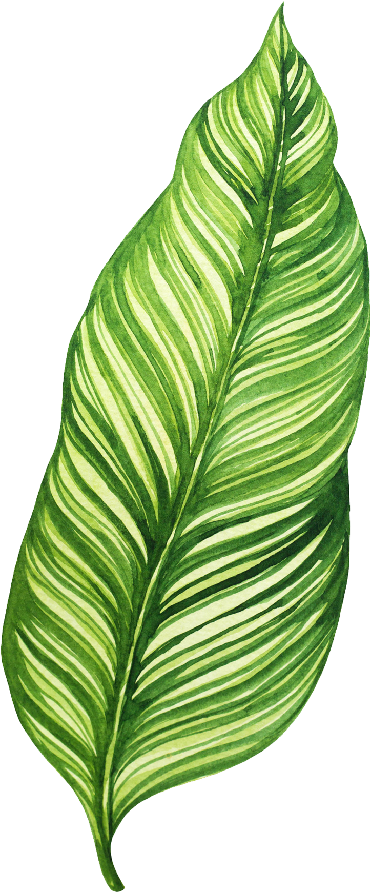 Vibrant Green Banana Leaf Illustration