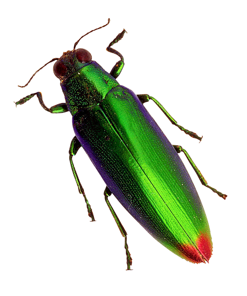 Vibrant Green Beetle PNG with transparent background