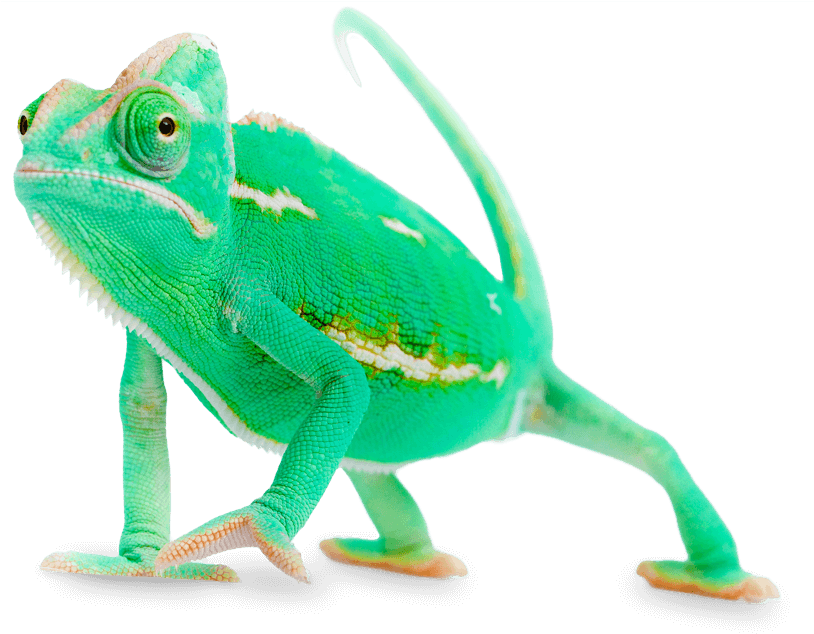 Vibrant Green Chameleon Walking