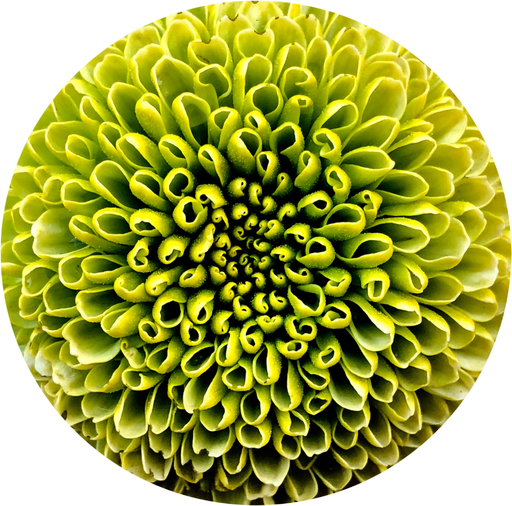 Vibrant Green Chrysanthemum Closeup