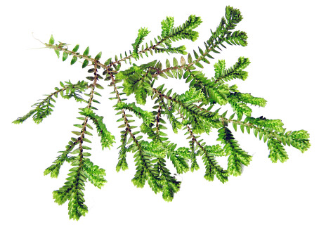 Vibrant Green Fernon Black Background PNG with transparent background