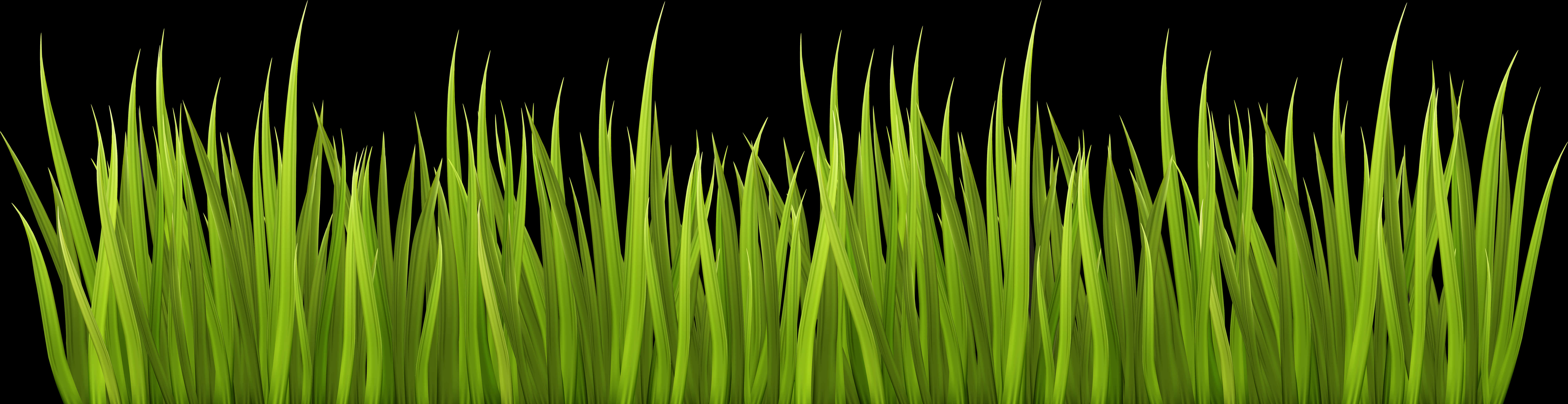 Vibrant Green Grass Black Background