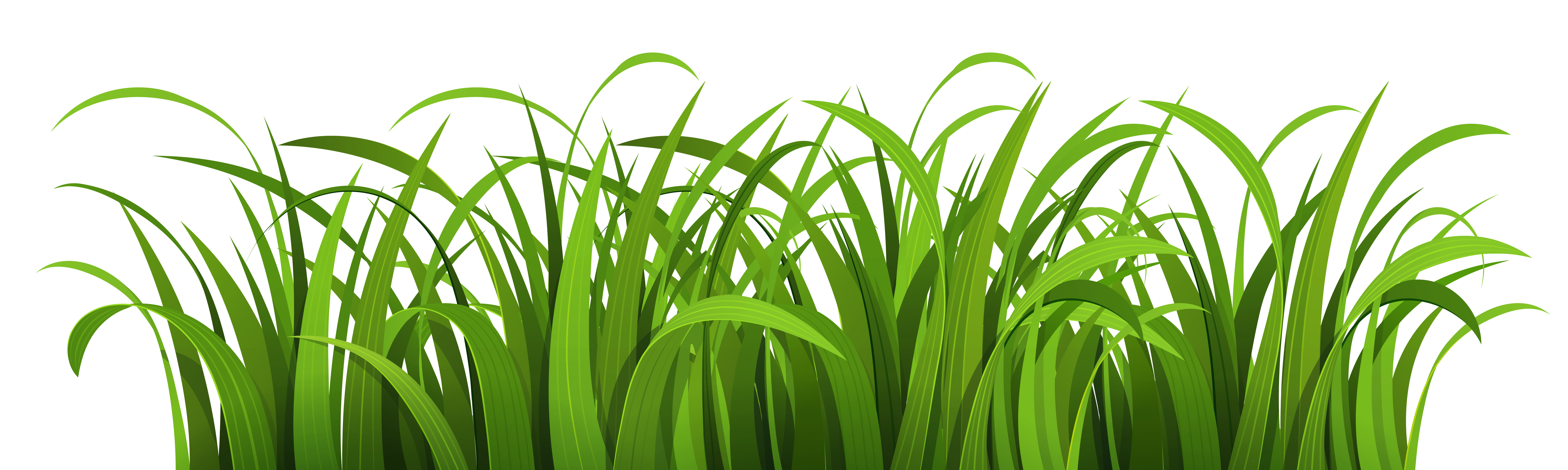 Vibrant Green Grass Clump