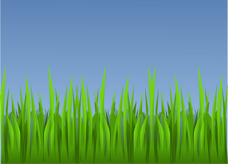 Vibrant Green Grass Vector PNG with transparent background