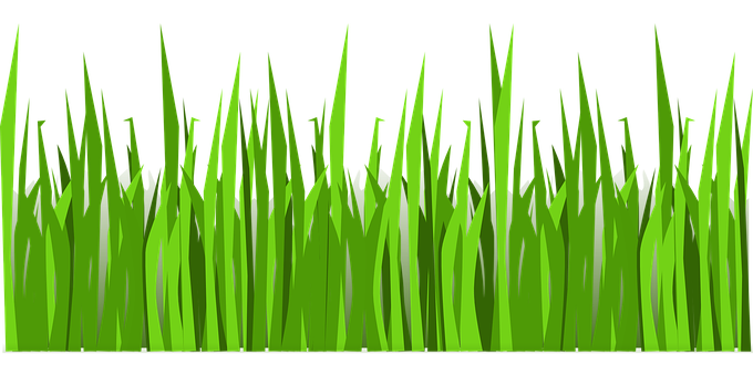 Vibrant Green Grass Vector PNG with transparent background