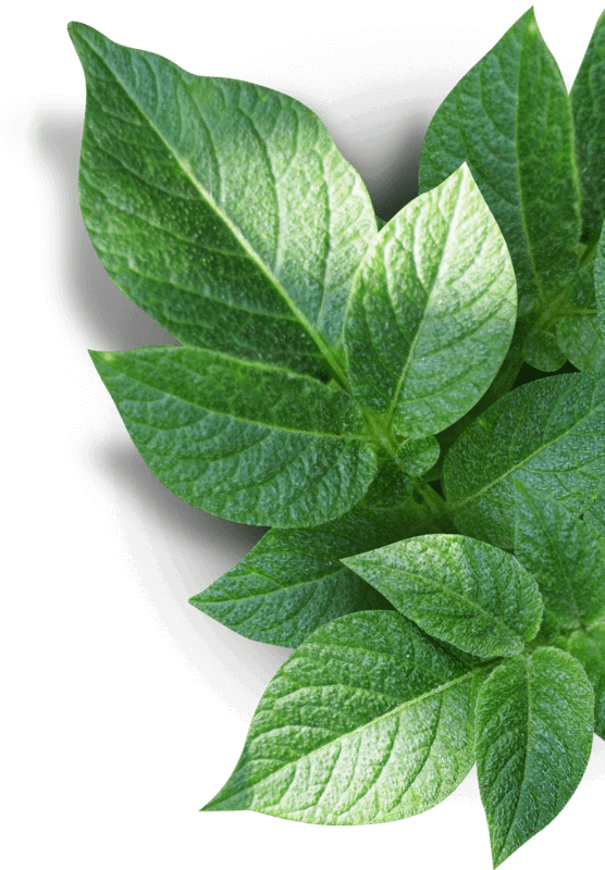 Vibrant Green Houseplant Leaves