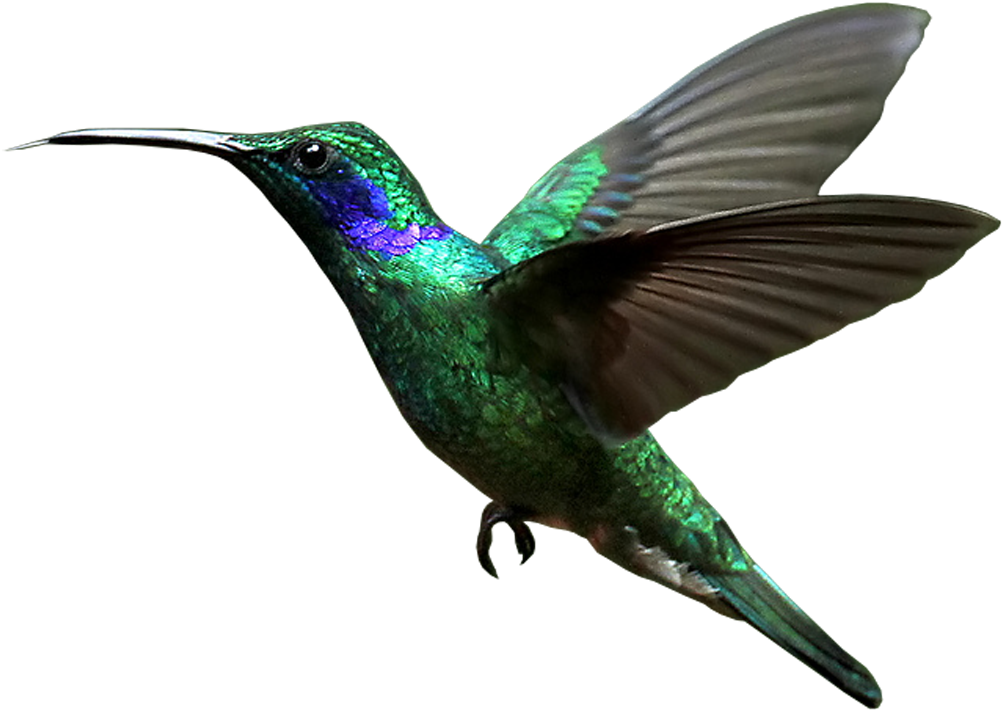 Vibrant Green Hummingbird In Flight