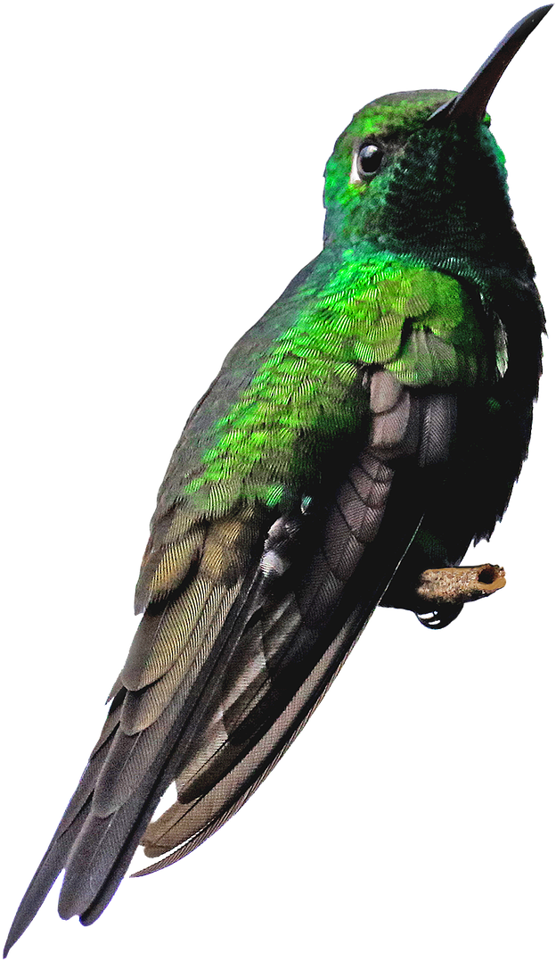 Vibrant Green Hummingbird Portrait