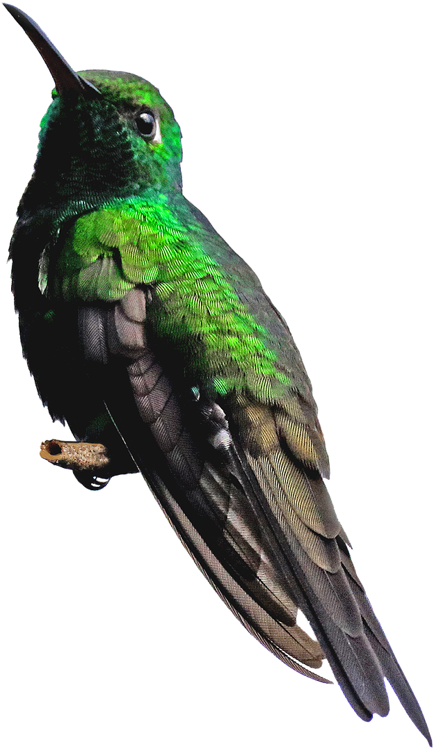 Vibrant Green Hummingbird