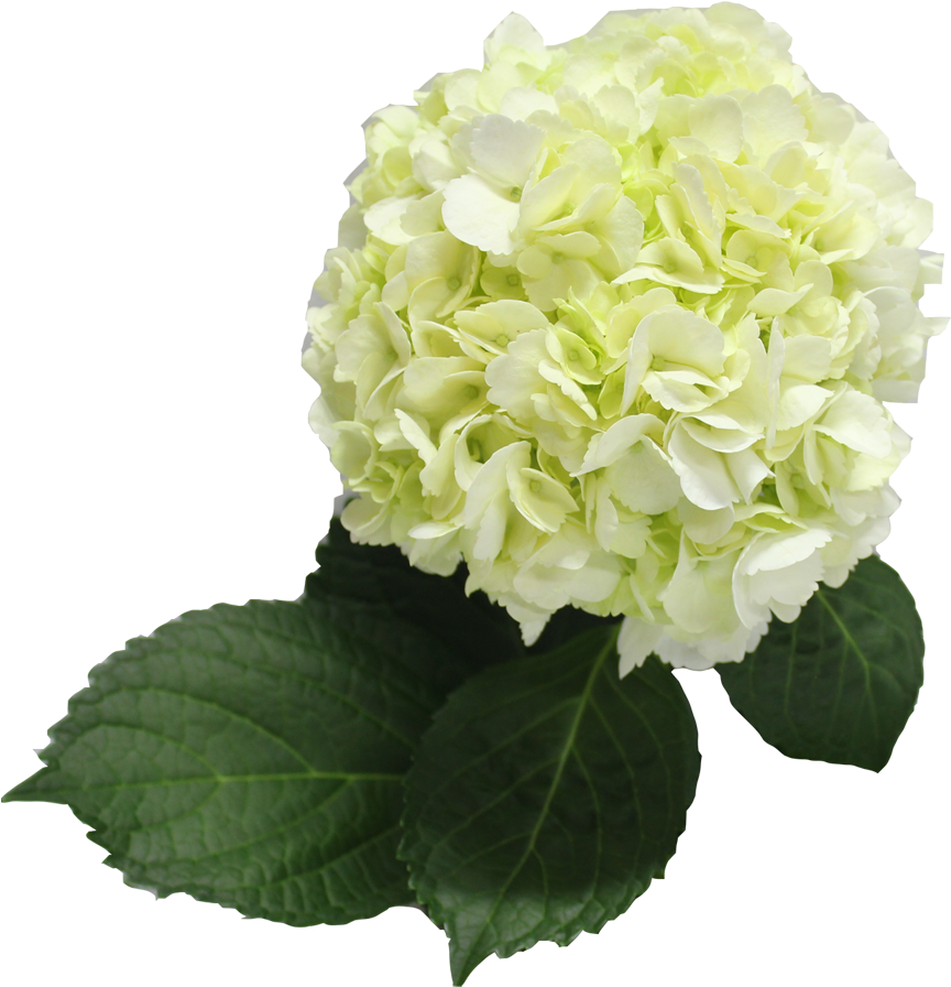 Vibrant Green Hydrangea Bloom