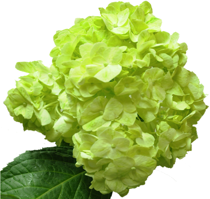 Vibrant Green Hydrangea Bloom