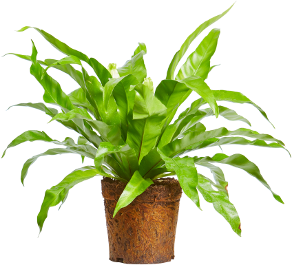 Vibrant Green Indoor Plantin Pot.png