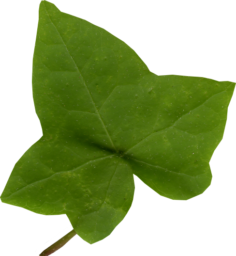 Vibrant Green Ivy Leaf