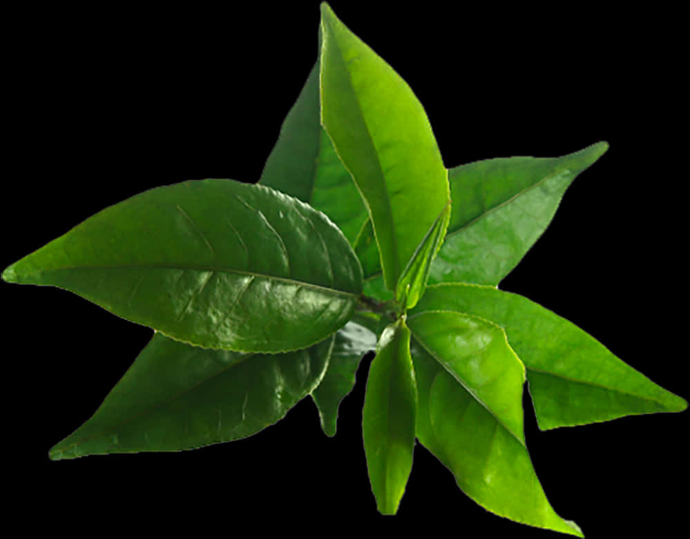 Vibrant Green Leaves Black Background