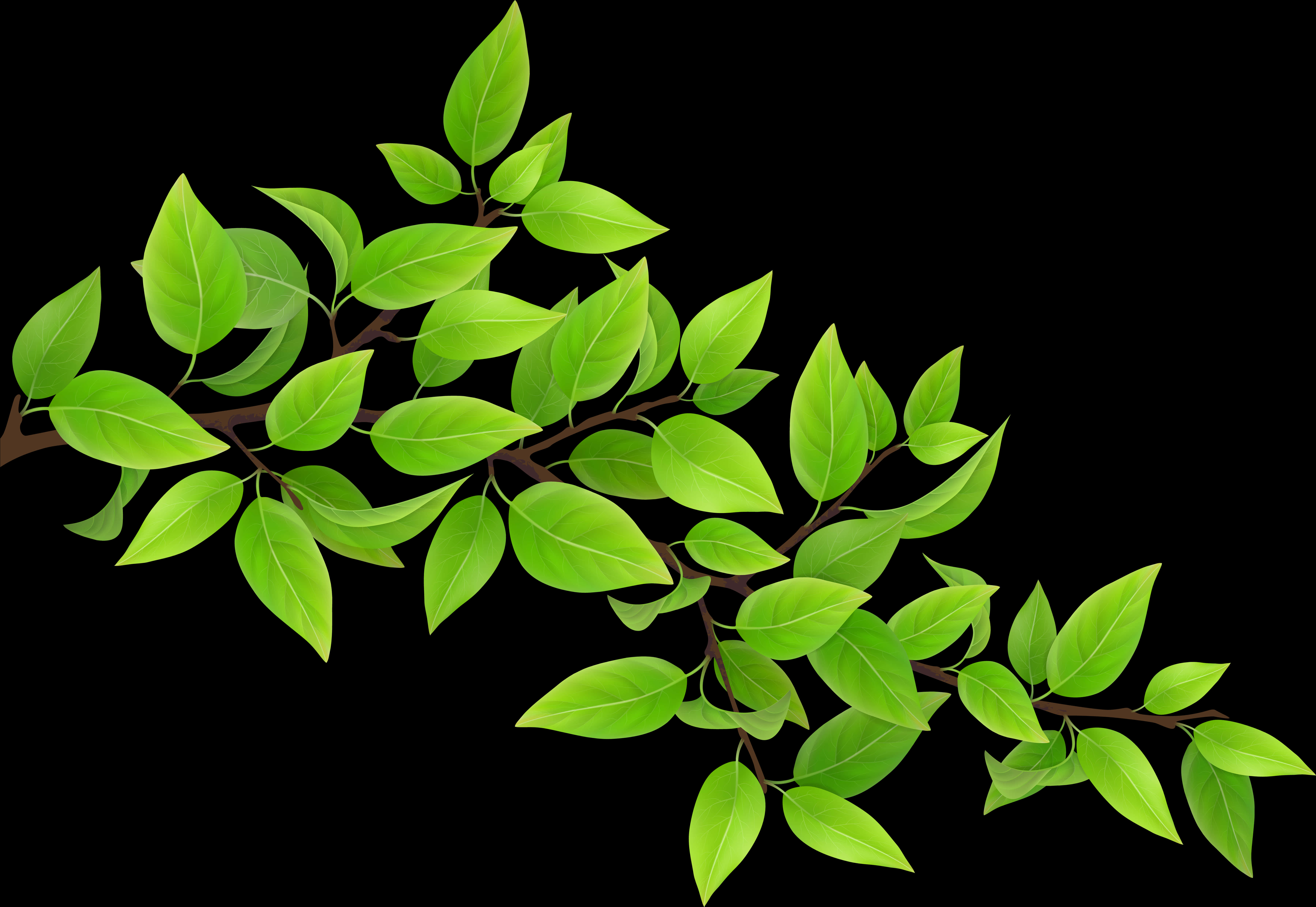 Vibrant Green Leaves Black Background.jpg