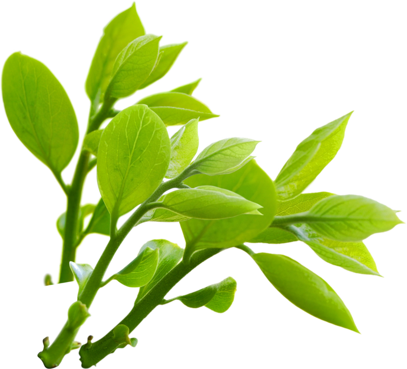 Vibrant Green Leaves Branch PNG with transparent background