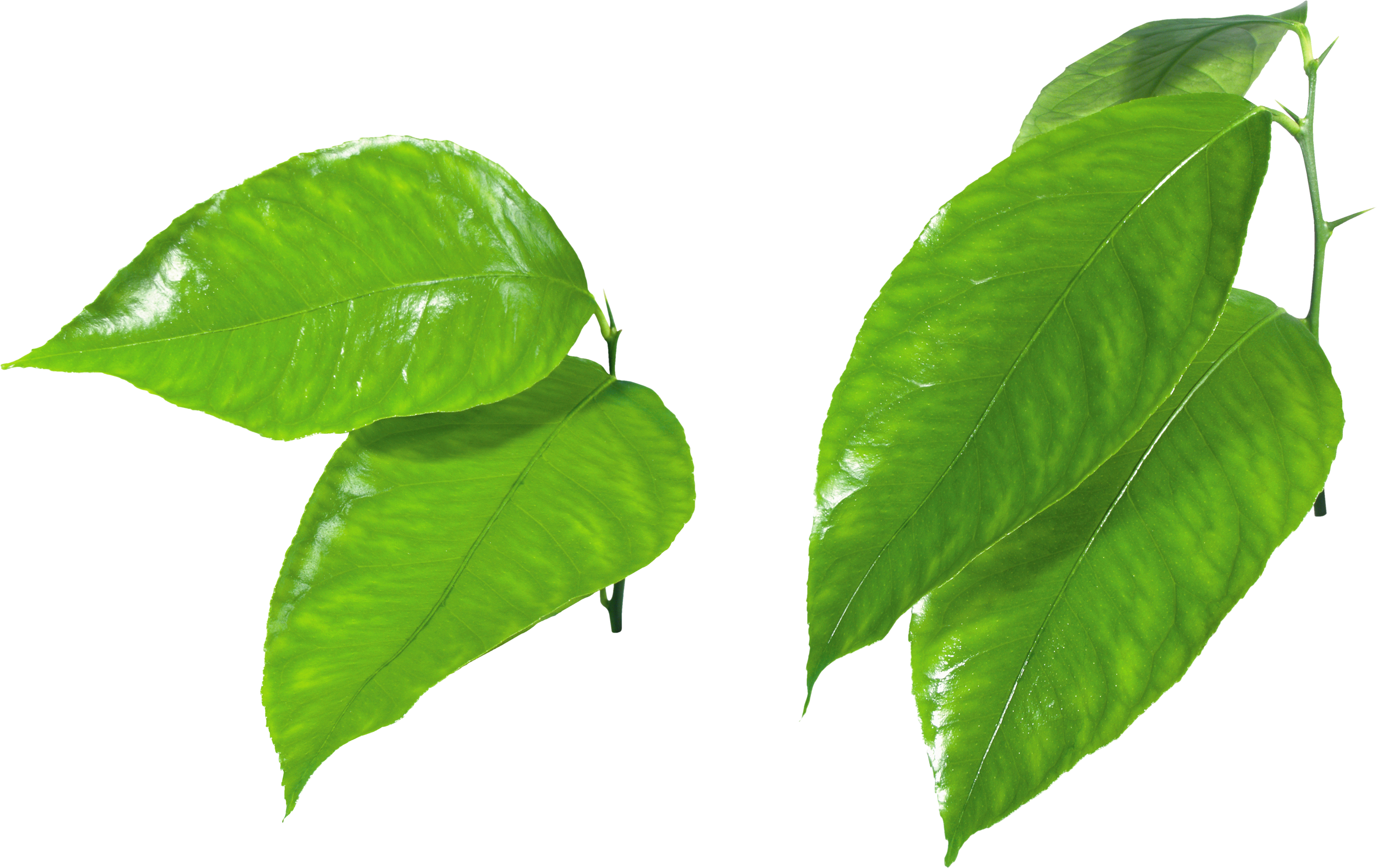 Vibrant Green Leaves Transparent Background