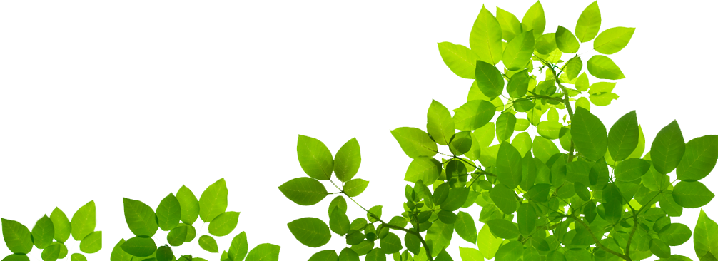 Vibrant Green Leaves Transparent Background