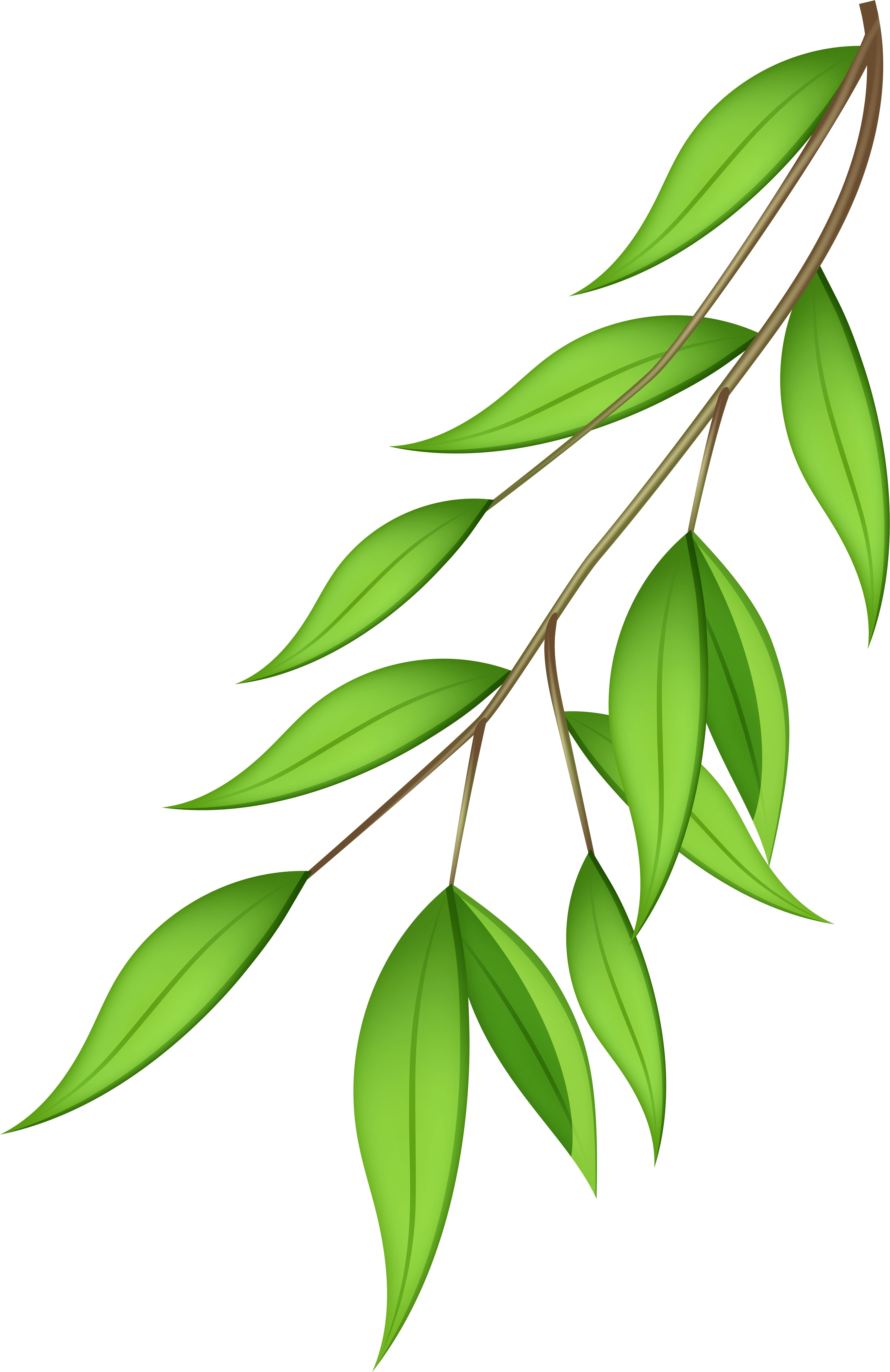 Vibrant Green Leaveson Branch PNG with transparent background