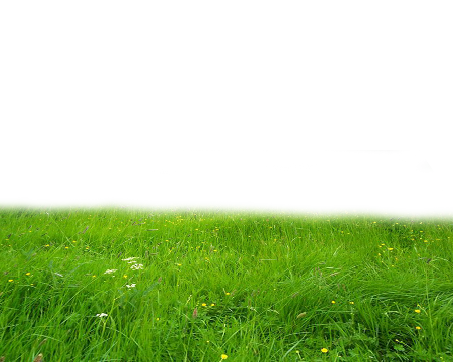 Vibrant Green Meadow Backdrop