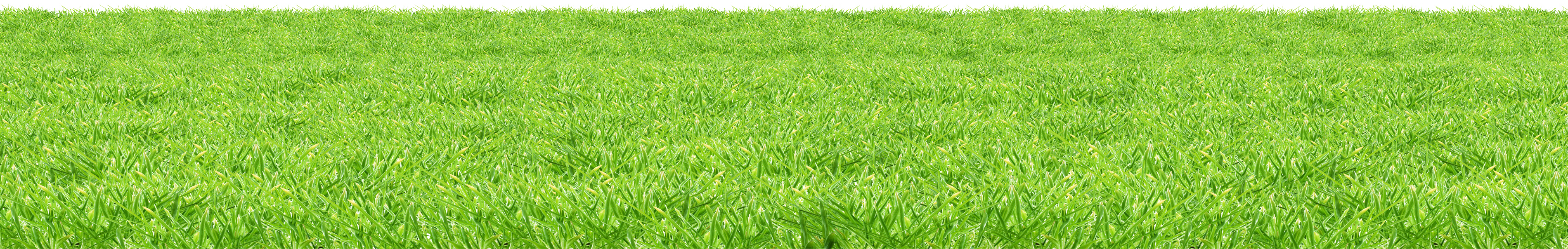 Vibrant Green Meadow Texture