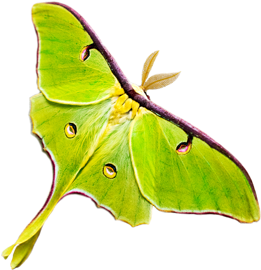 Vibrant Green Moth Wings