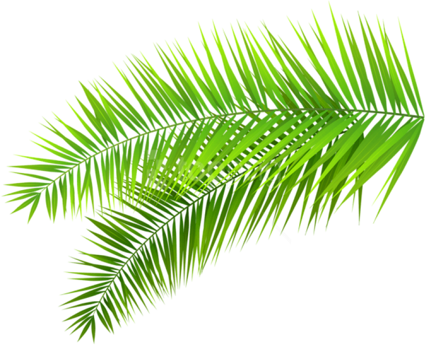 Vibrant Green Palm Frond