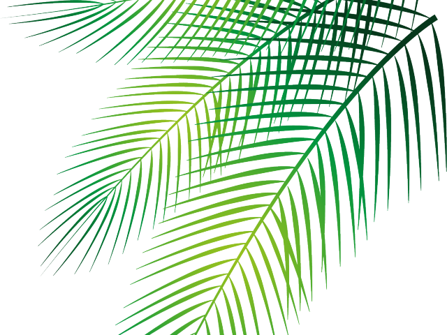 Transparent Palm Leaves Clipart, HD Png Download PNG with transparent background