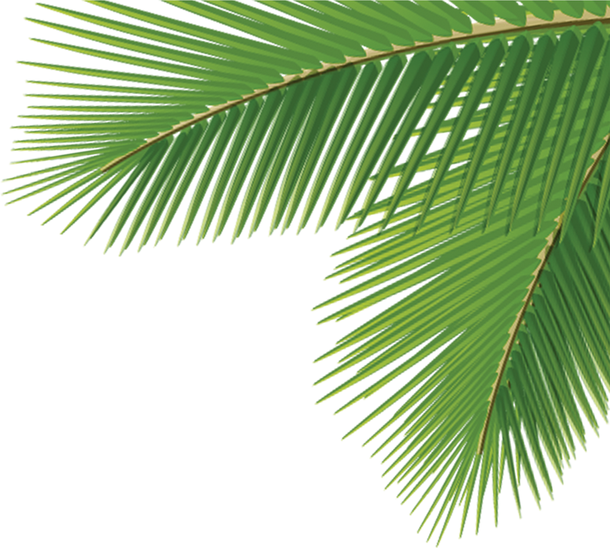 Vibrant Green Palm Leaf