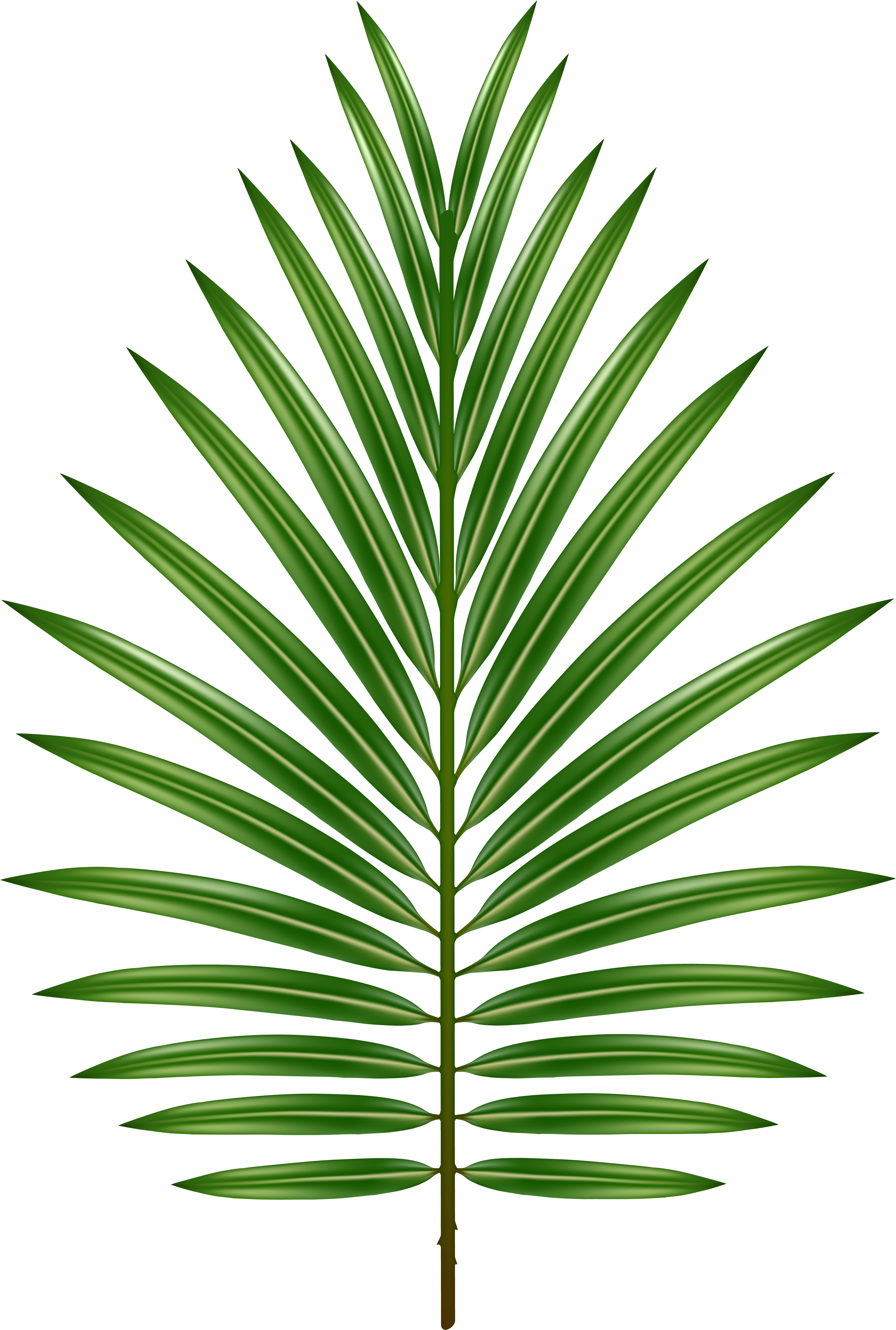 Vibrant Green Palm Leaf