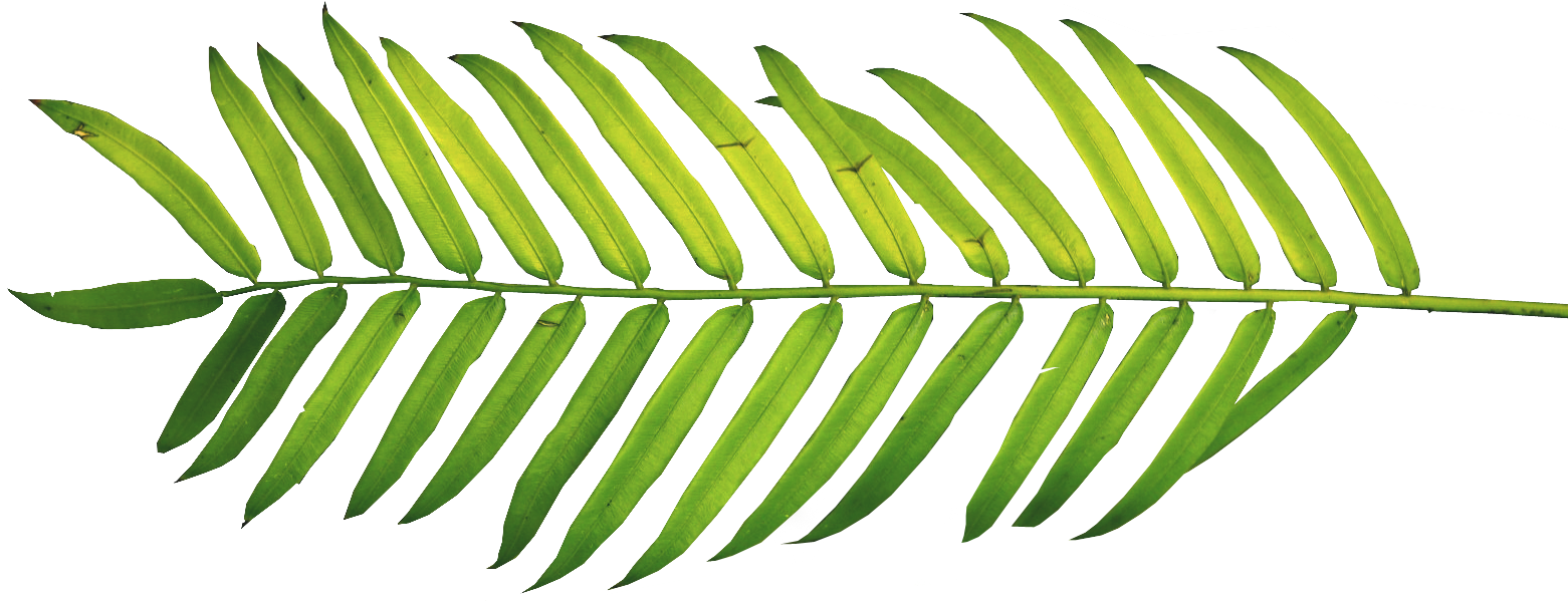 Palm Fronds, Tree Clipart, Ferns, Leaves, Nature, Polyvore, - Tropical Leaf Watercolor Png, Transparent Png PNG with transparent background