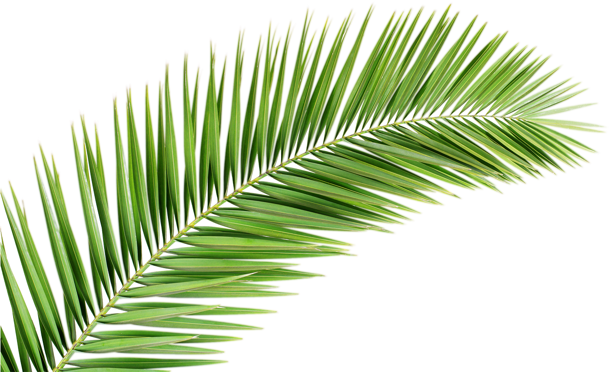 Vibrant Green Palm Leaf