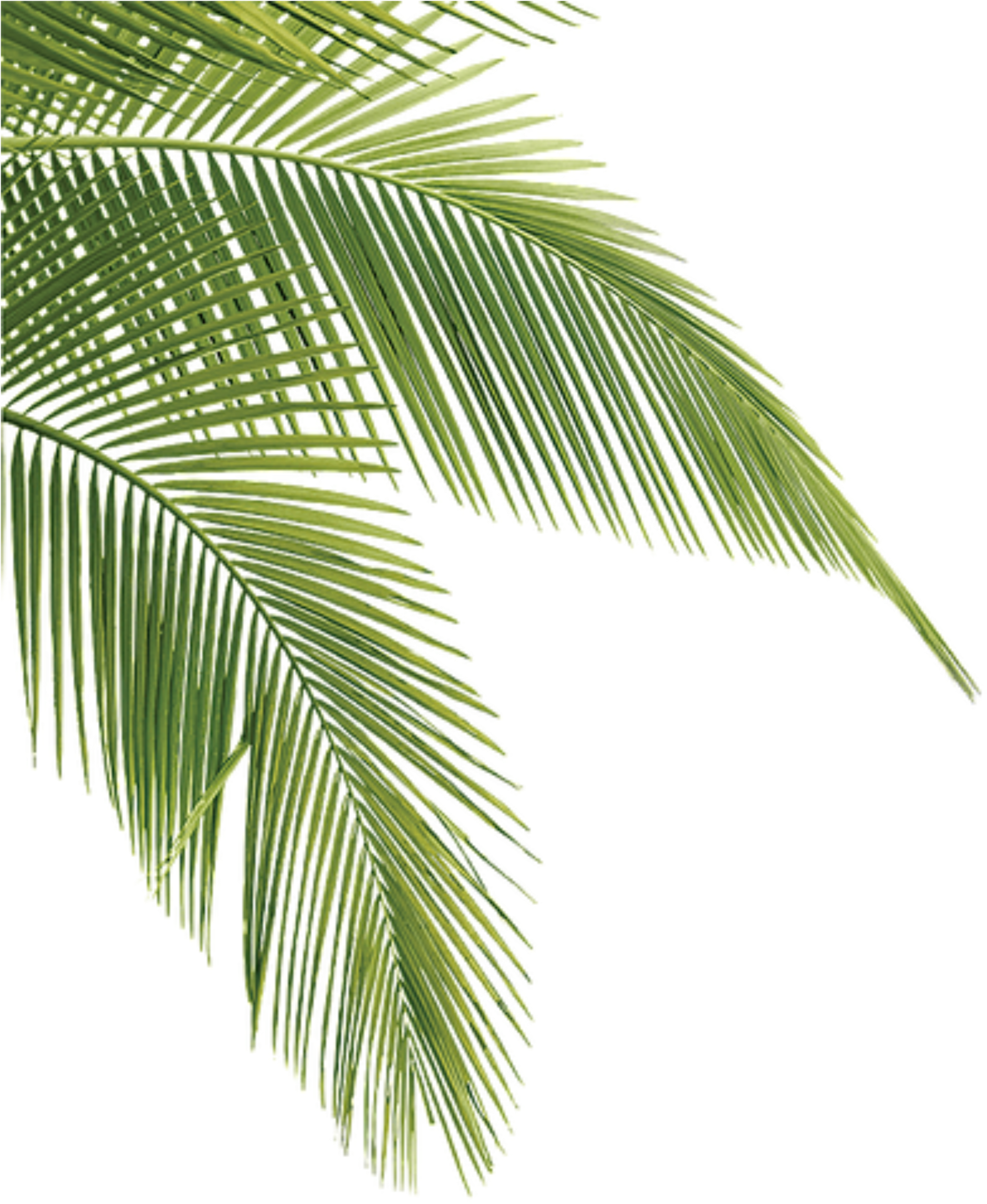 Palm Tree Leaves Png, Transparent Png PNG with transparent background