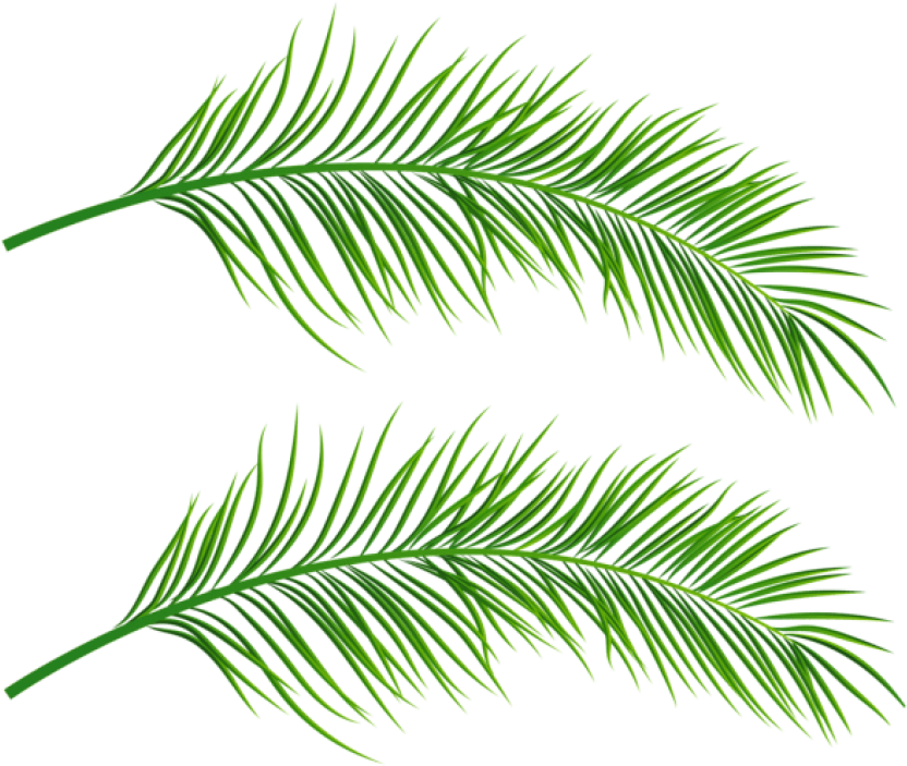 Free Png Palm Leaves Transparent Png Images Transparent - Palm Tree Leaves Png, Png Download PNG with transparent background