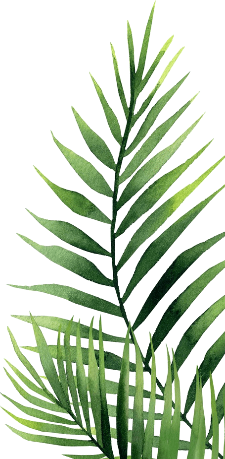 Palm Tree, HD Png Download PNG with transparent background
