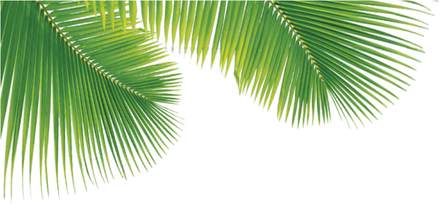 Png Palm Trees Leaves , Png Download - Palm Leaves Transparent Png, Png Download PNG with transparent background