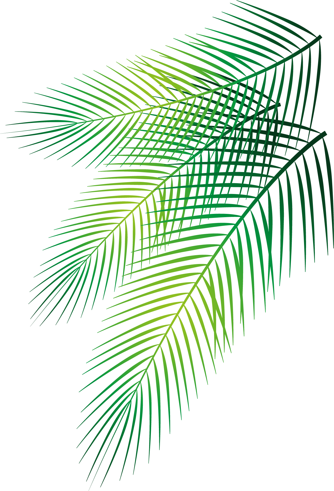 Transparent Palm Leaves Png - Vector Palm Leaves Png, Png Download PNG with transparent background