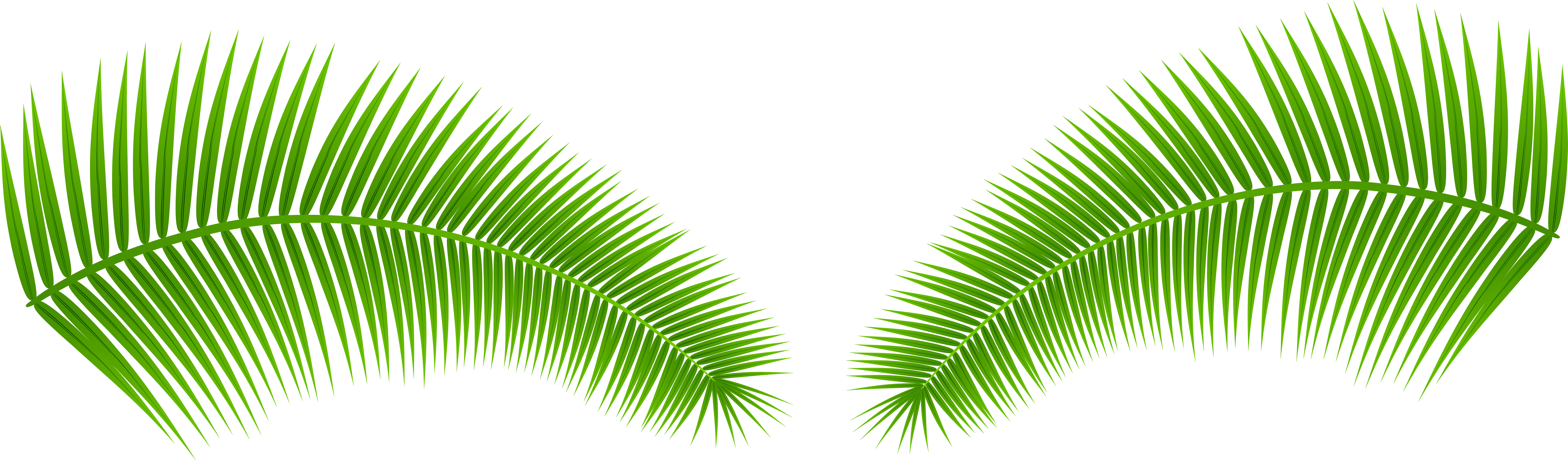 Vibrant Green Palm Leaves