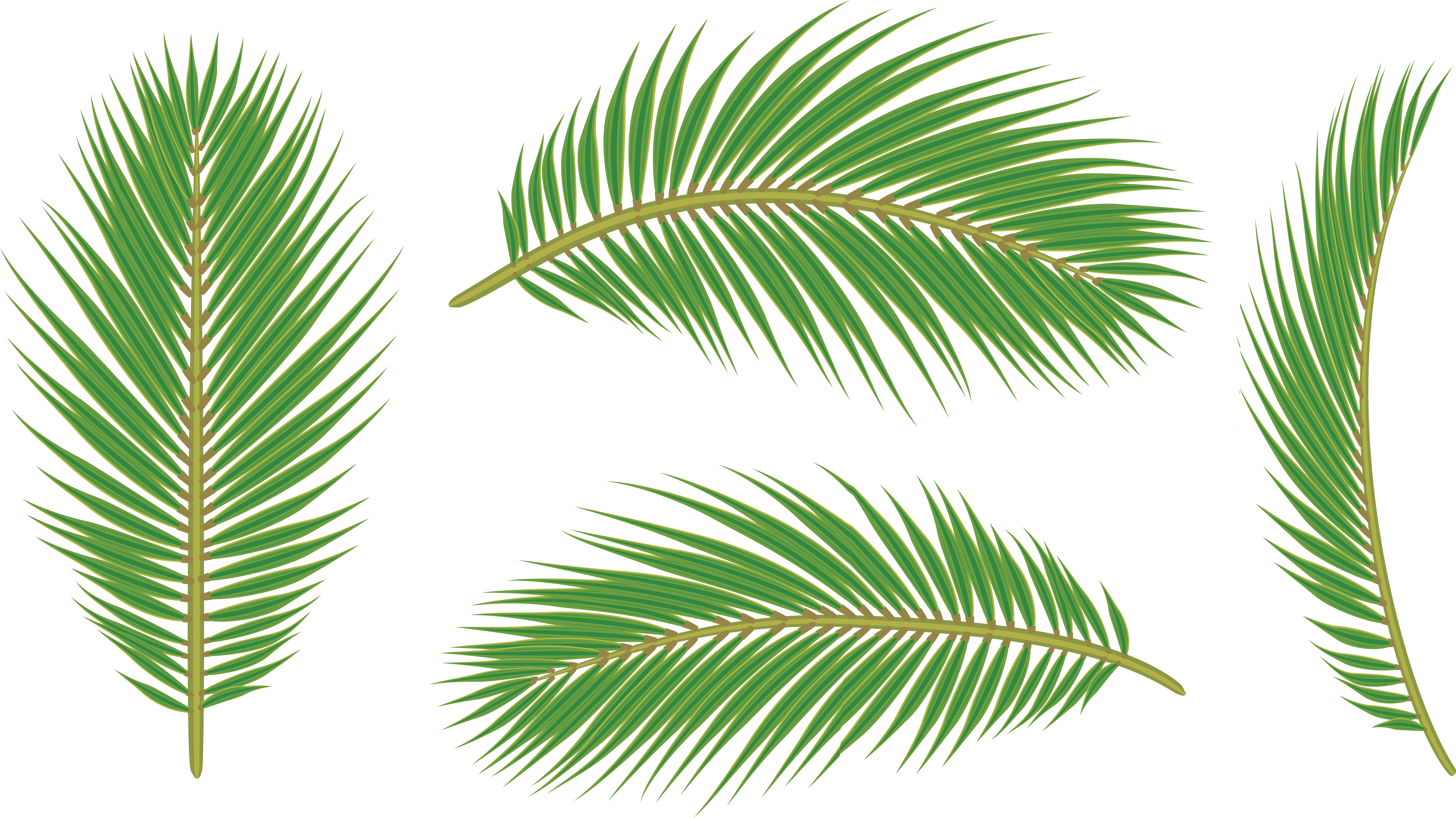 Vibrant Green Palm Leaves Isolated