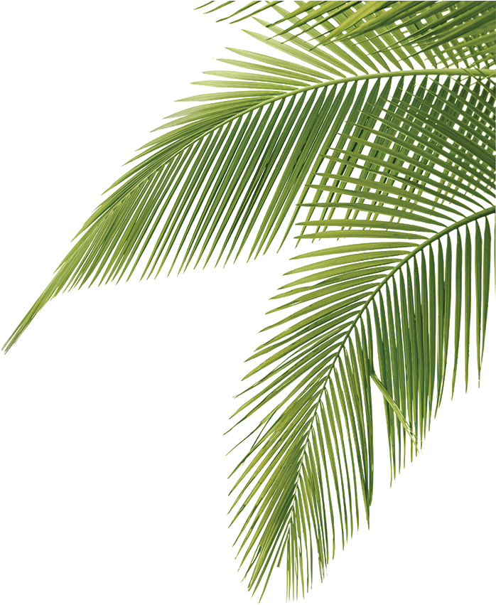 Vibrant Green Palm Leaves