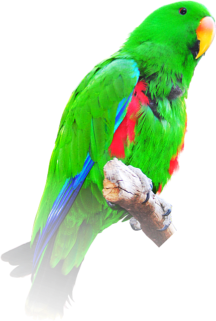 Vibrant Green Parrot Perched