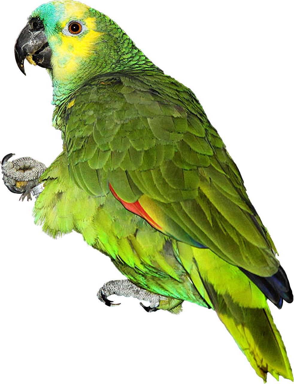 Colorful Parrot Png Download Image - Parrot Images Hd Png PNG with transparent background