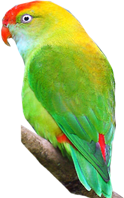 Vibrant Green Parrot Profile