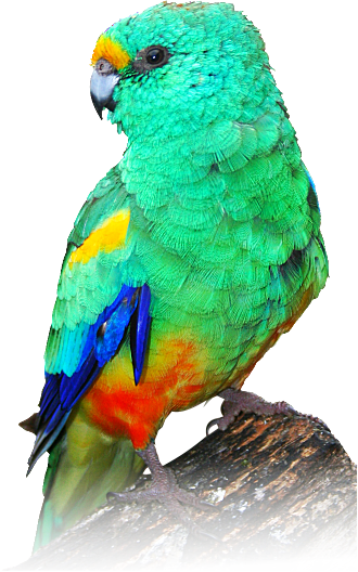 Indian Parrot Png - Mulga Parrot Painting PNG with transparent background