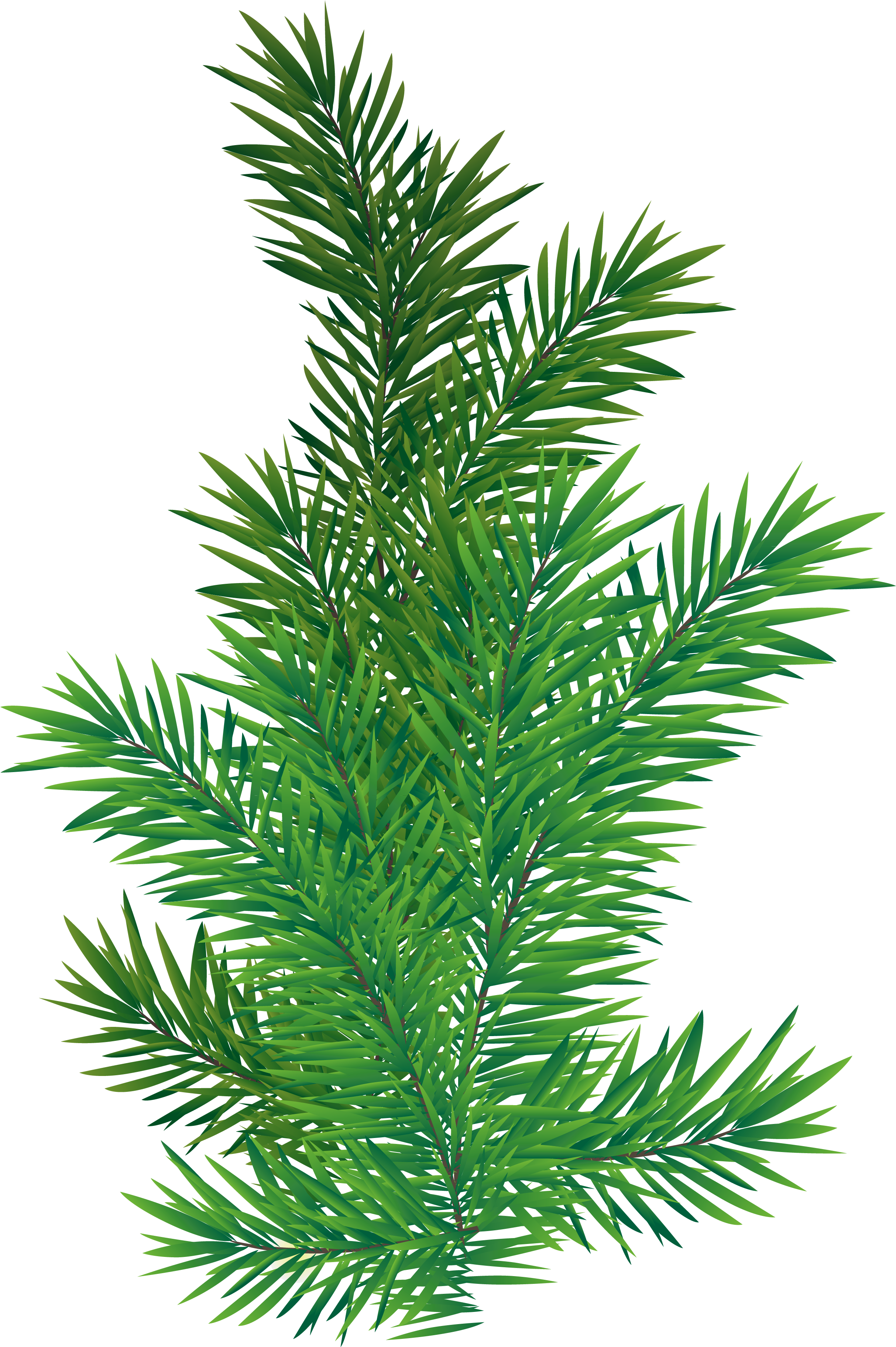 Vibrant Green Pine Branch.png PNG with transparent background