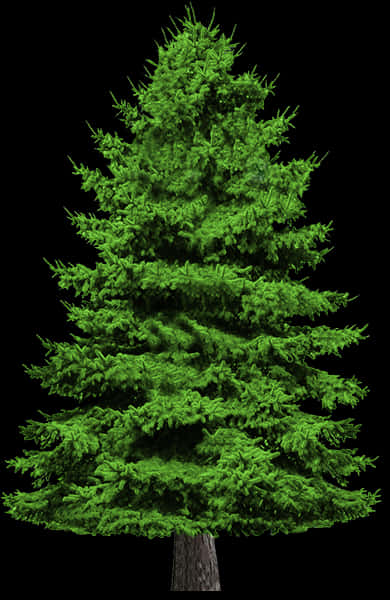 Vibrant Green Pine Tree Isolatedon Black PNG image with a transparent background, free high-resolution download