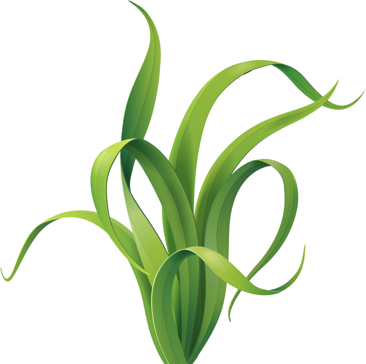 Transparent Sea Plant Clipart - Transparent Background Seaweed Clipart, HD Png Download PNG with transparent background