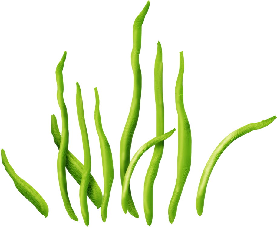 Seaweed Clipart Png - Seaweed On Clear Background, Transparent Png PNG with transparent background